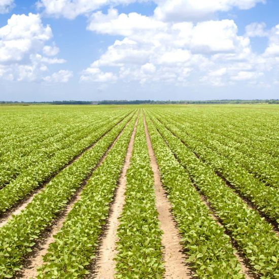 A photo of an agricultural field on a beautiful day